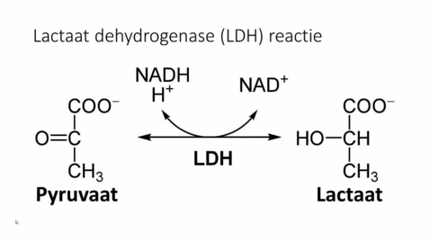 Thumbnail for Het lactaat dehydrogenase (LDH)-experiment