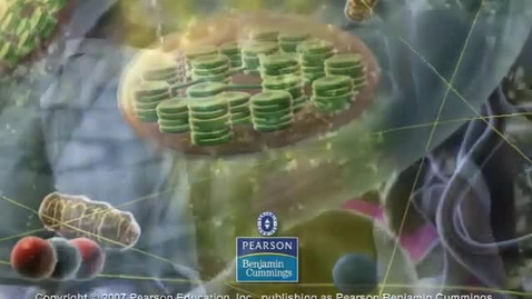 Thumbnail for Photosynthesis